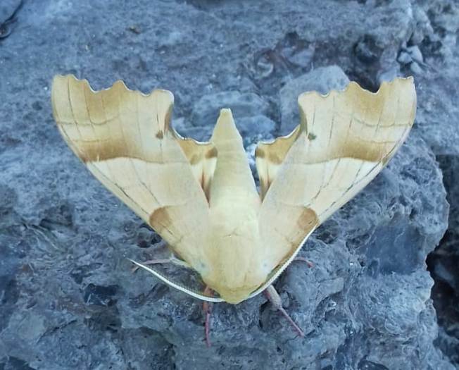 Marumba quercus (Sphingidae)